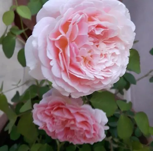 Casa Puccini 3* Maratea